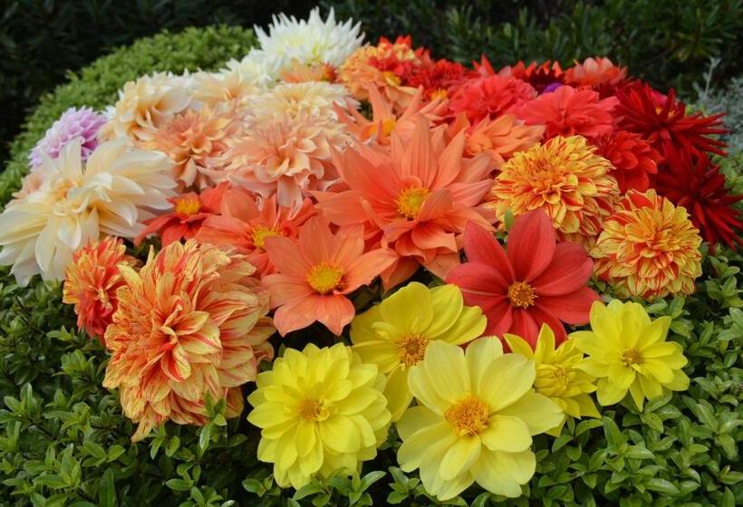 پانسیون Ddog Vineyard & Bnb