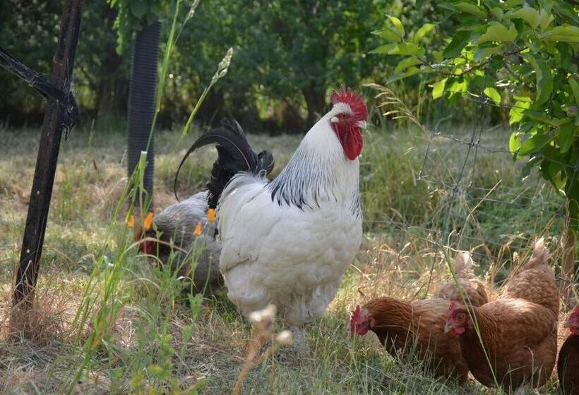 پانسیون Ddog Vineyard & Bnb