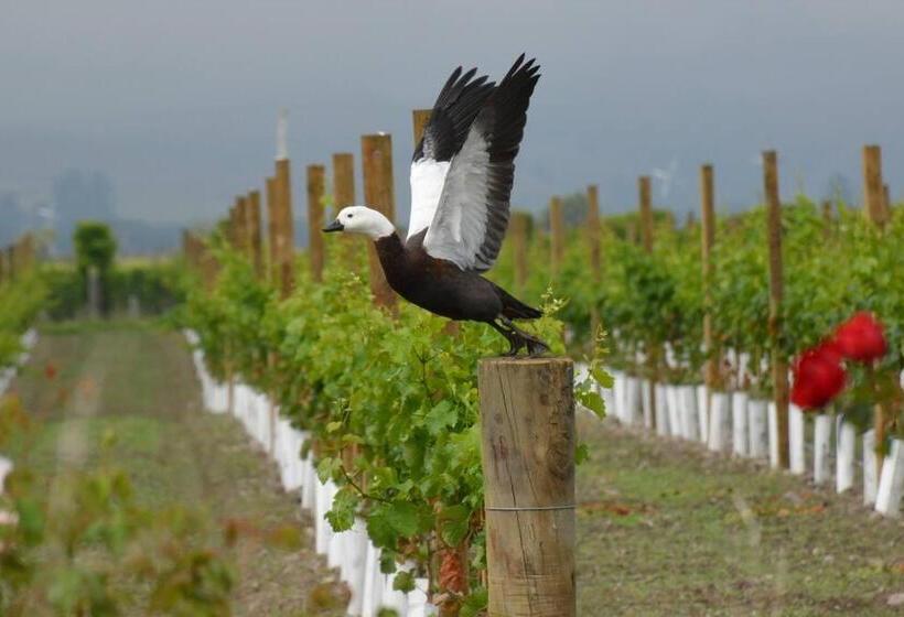 پانسیون Ddog Vineyard & Bnb