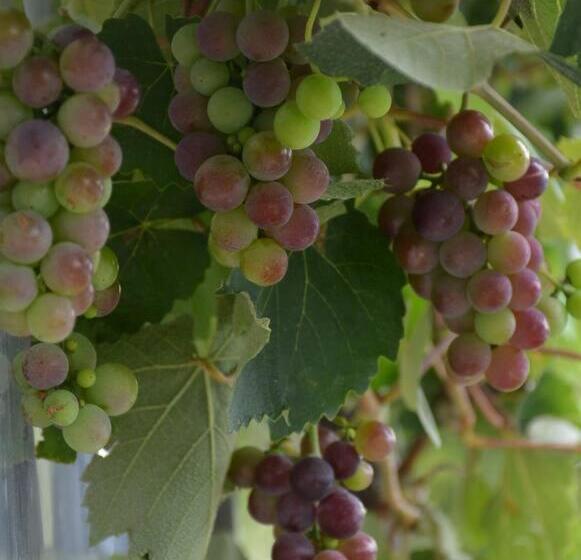 پانسیون Ddog Vineyard & Bnb