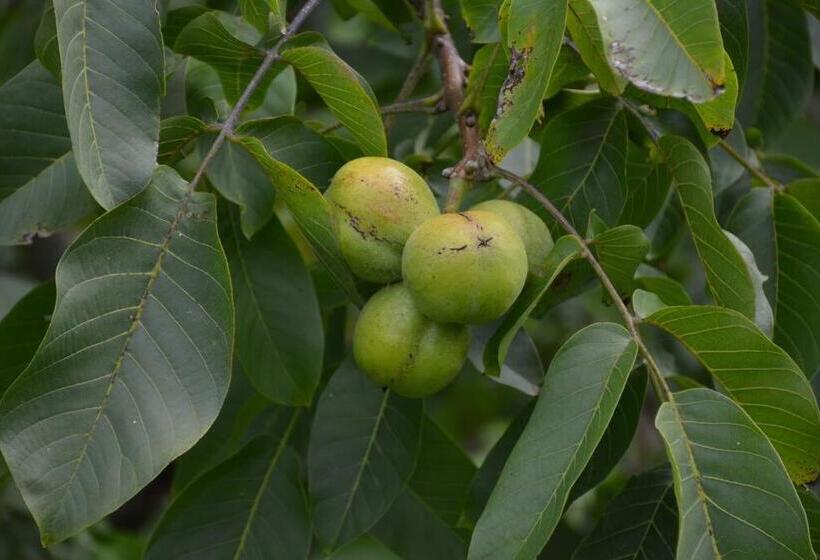 پانسیون Ddog Vineyard & Bnb