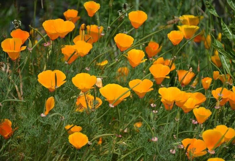 پانسیون Ddog Vineyard & Bnb