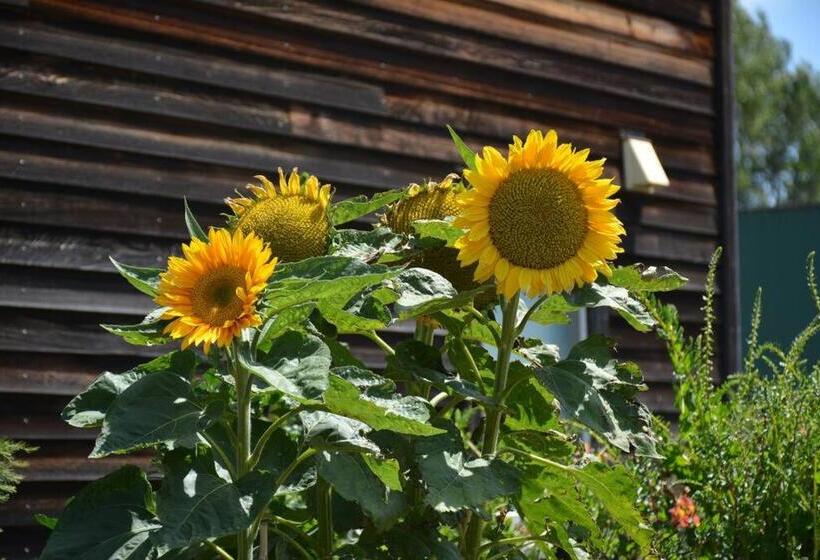 پانسیون Ddog Vineyard & Bnb