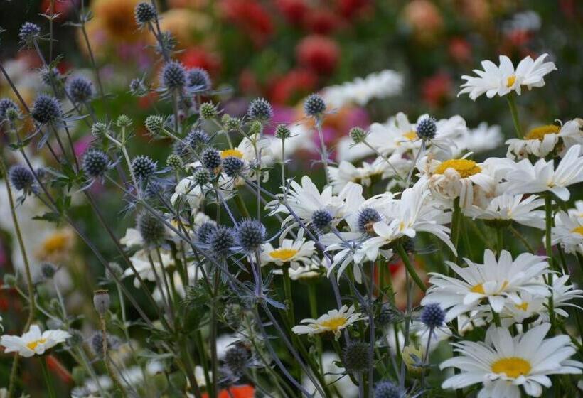 پانسیون Ddog Vineyard & Bnb