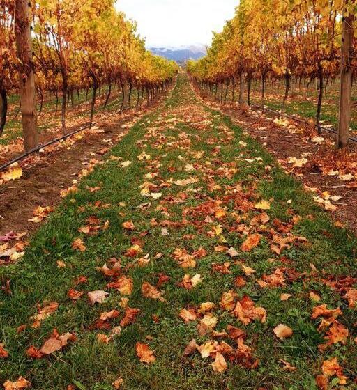 پانسیون Ddog Vineyard & Bnb