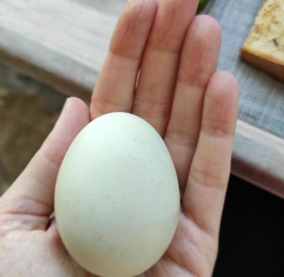 פנסיון Happy Home