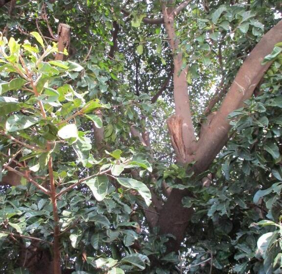 ペンション Lutea Guest House