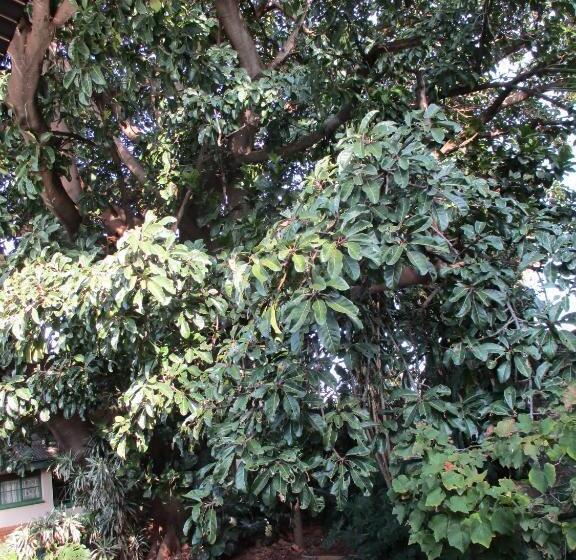 펜션 Lutea Guest House