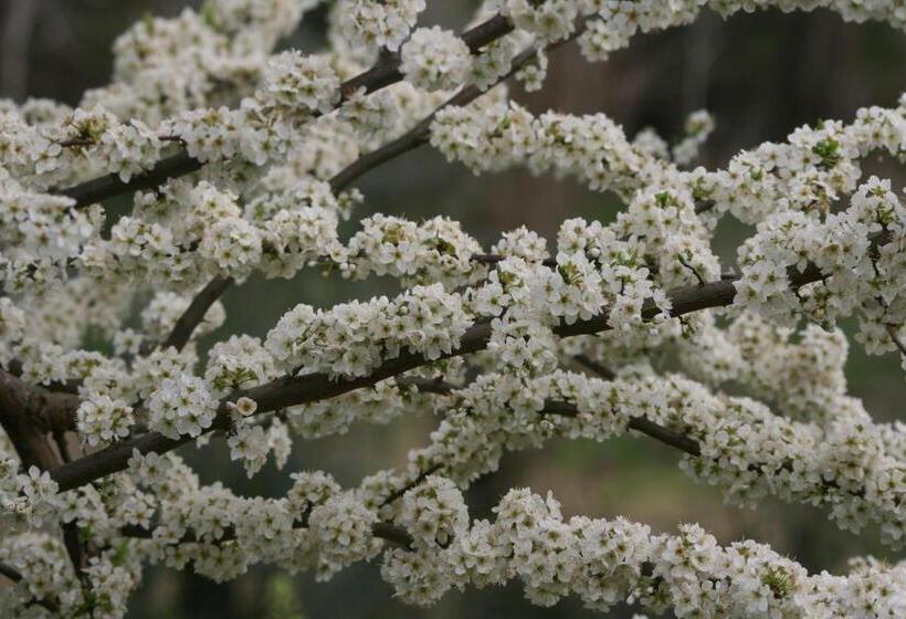 تختخواب و صبحانه Palheiro Do Malgas