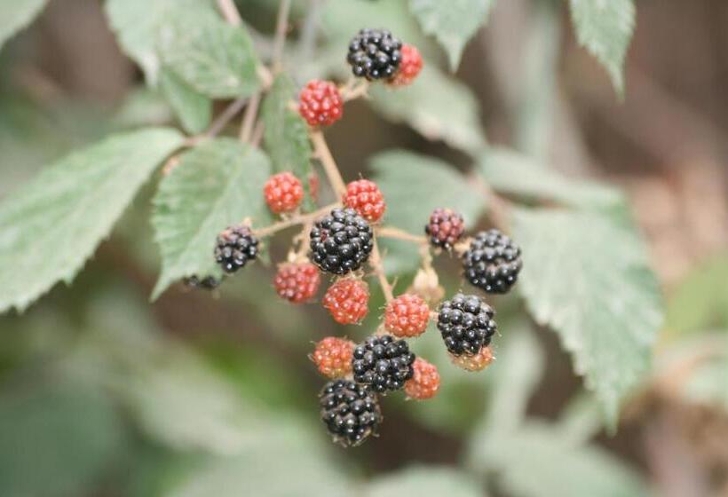 تختخواب و صبحانه Palheiro Do Malgas