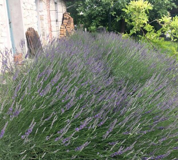 膳宿费 Hungry Grape Guests