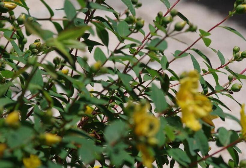 ペンション Les Chambres D Hôtes De Valensole Au Pays Des Lavandes Et Proche Des Gorges Du Verdon