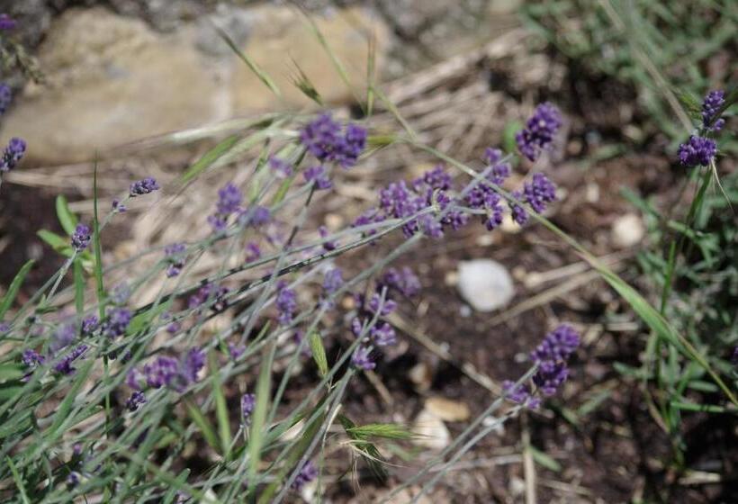 ペンション Les Chambres D Hôtes De Valensole Au Pays Des Lavandes Et Proche Des Gorges Du Verdon