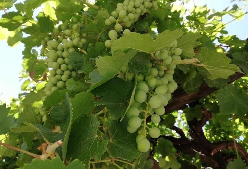 بنسيون Nooitgedacht Town Lodge