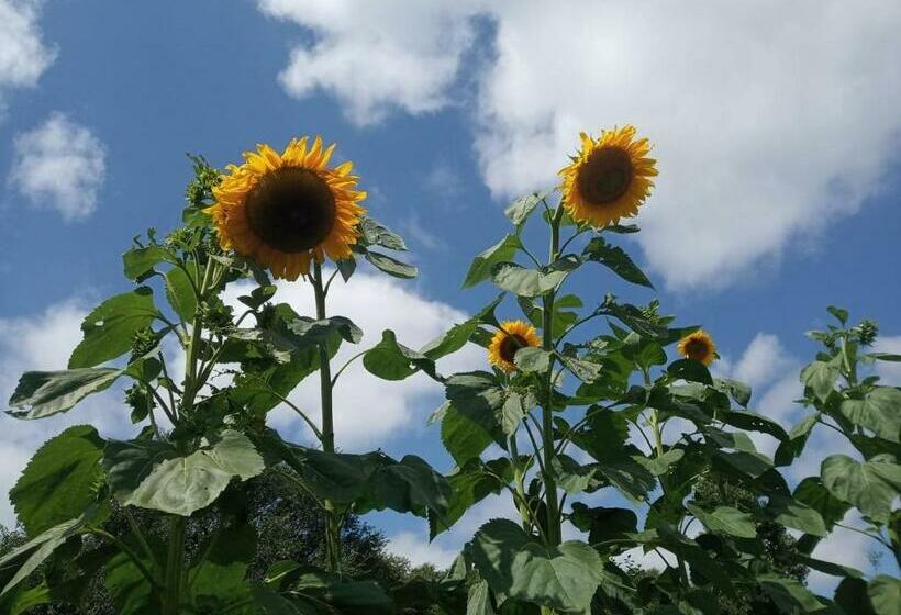 بنسيون Vendégház A Csabay Kúriához