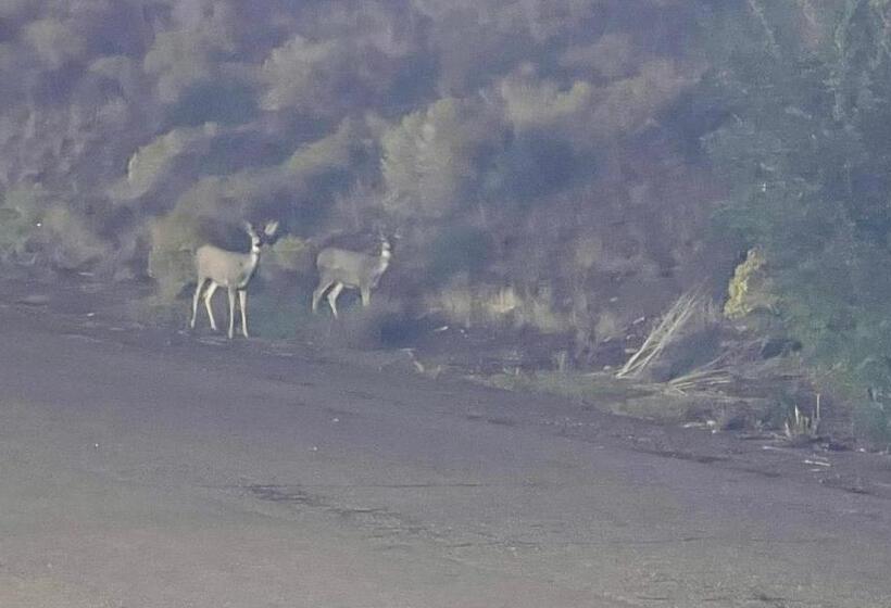 בית מלון כפרי American Inn