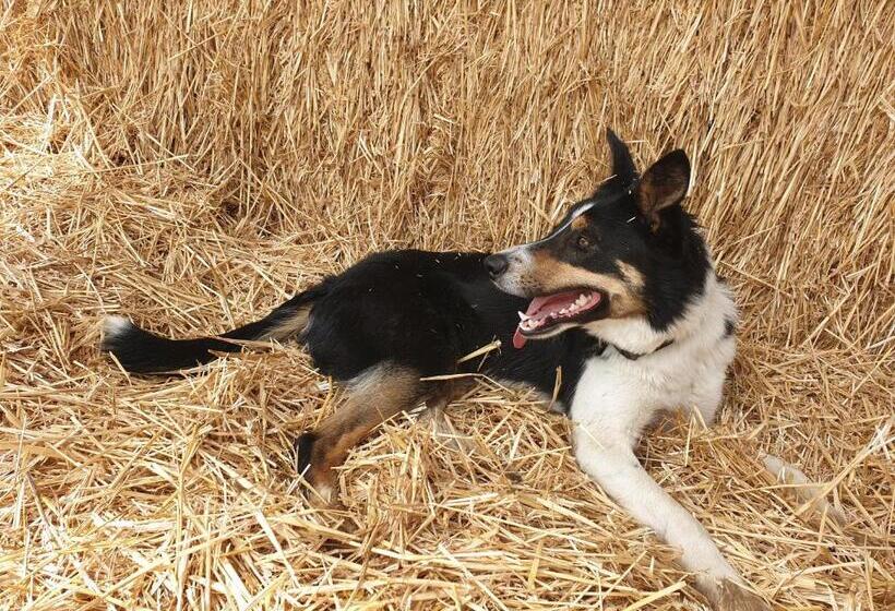 B&b La Ferme Du Château De Broich
