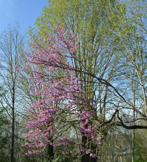 ベッドアンドブレックファースト Duc Manoir Chambres D Hôtes