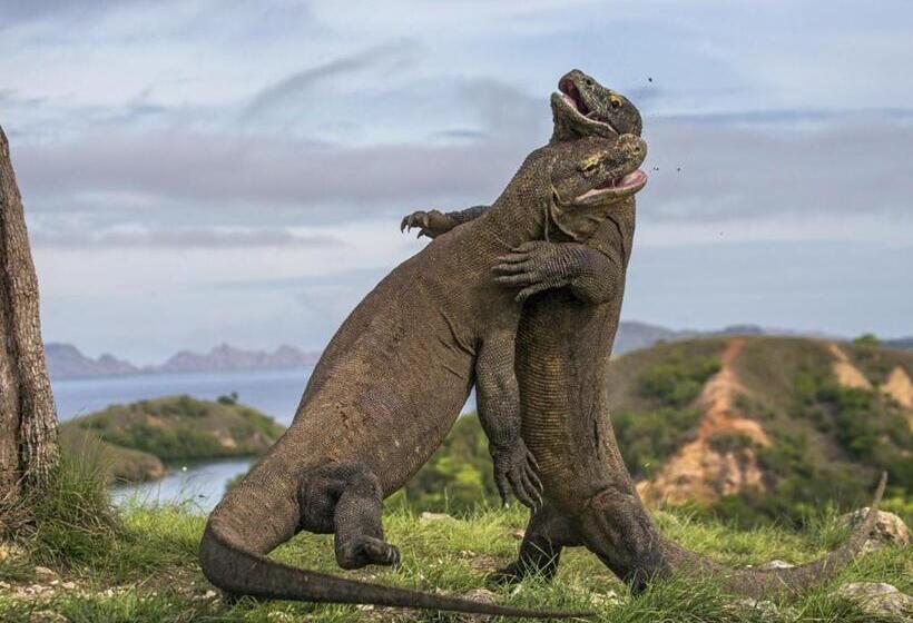 호텔 Villa De Owis