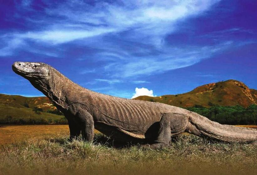 호텔 Villa De Owis