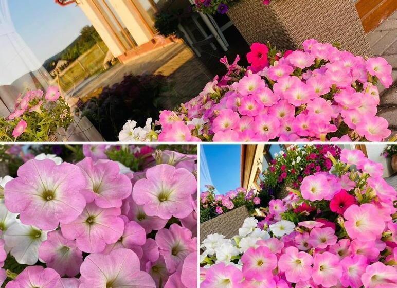 بنسيون Gold Horse Vendégház