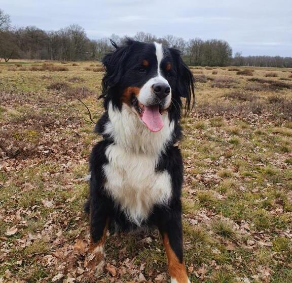 펜션 Studio In Rietgedekte Boerderij, Geheel Privé, Hond Vriendelijk