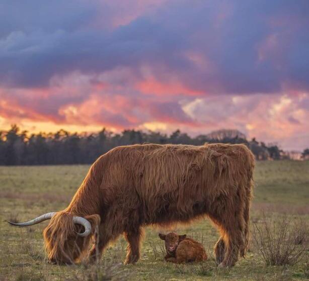 펜션 Studio In Rietgedekte Boerderij, Geheel Privé, Hond Vriendelijk