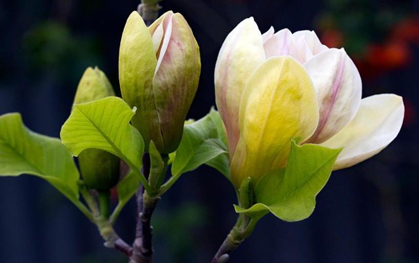 مبيت وإفطار Magnolia House