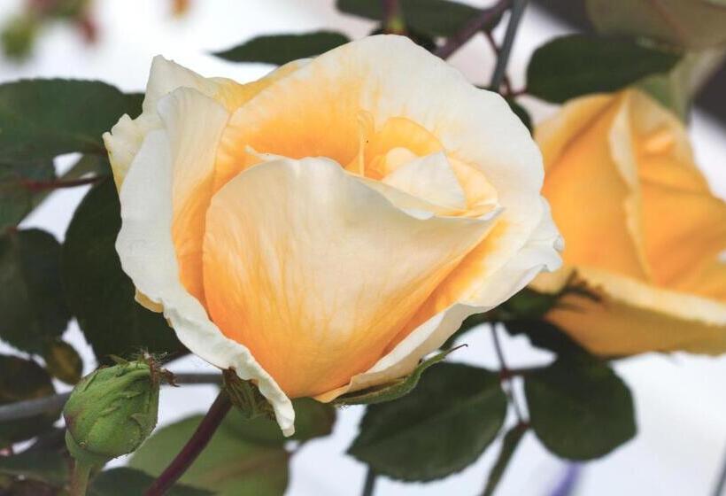 مبيت وإفطار Magnolia House