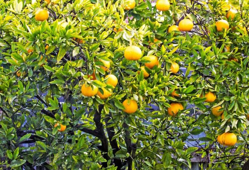 مبيت وإفطار Magnolia House