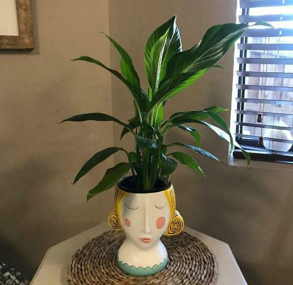 مبيت وإفطار Robinson Retreat