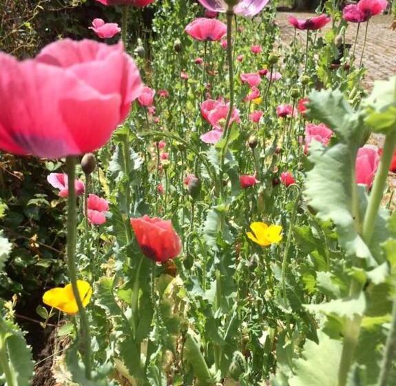 Bed and Breakfast Slaaphuisje Het Vliegend Varken