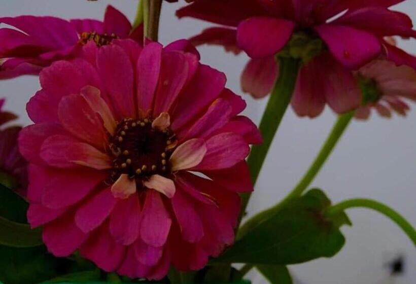 مبيت وإفطار Ca Du Angiulin