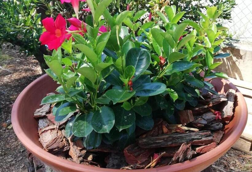 مبيت وإفطار Ca Du Angiulin