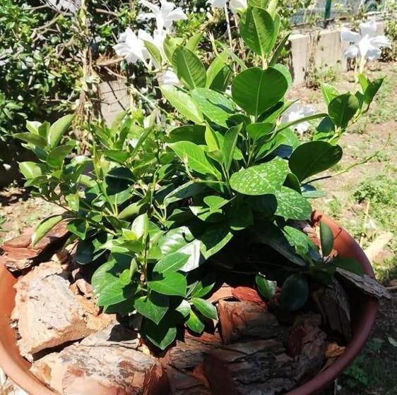 مبيت وإفطار Ca Du Angiulin