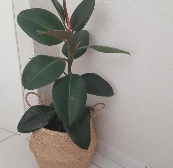 膳宿费 Sueño Grande