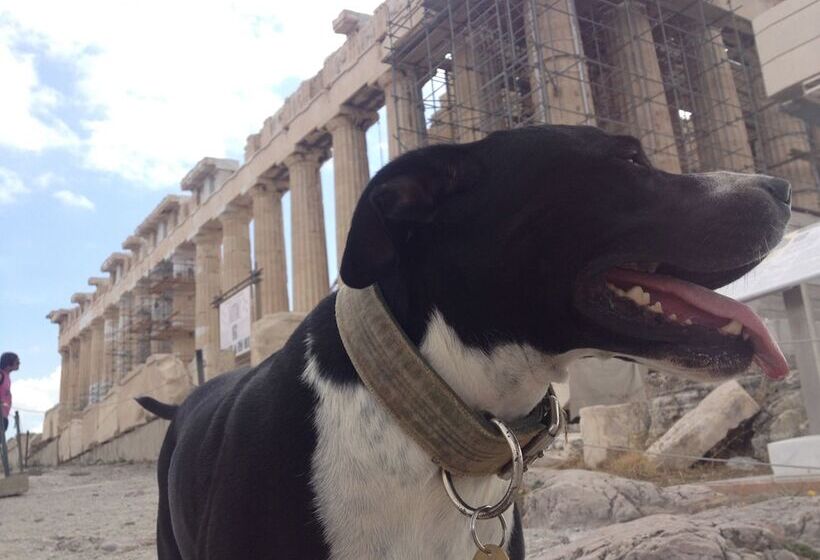 簡易ホテル Athens Backpackers