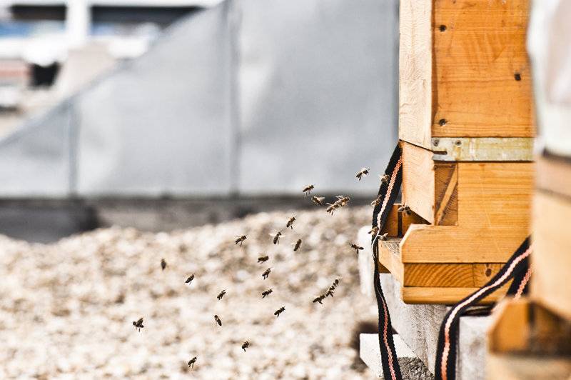 هتل Daniel Vienna   Smart Luxury Near City Centre