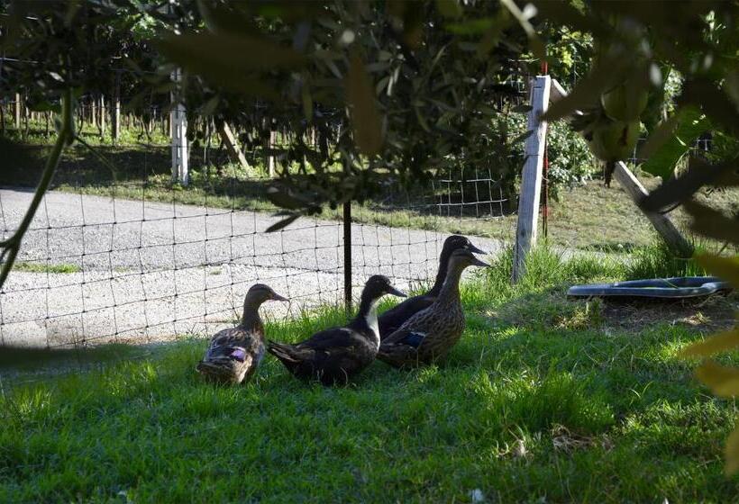 مبيت وإفطار Cà Ulivi