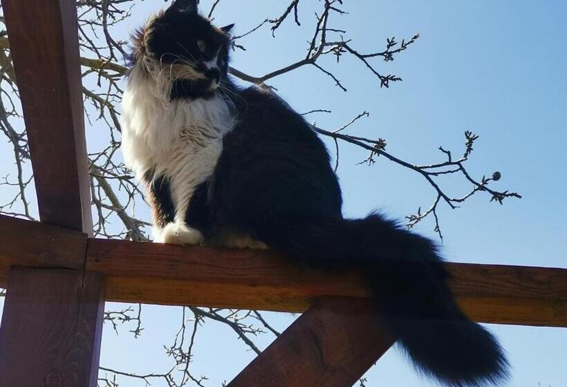 Общежитие House Albena