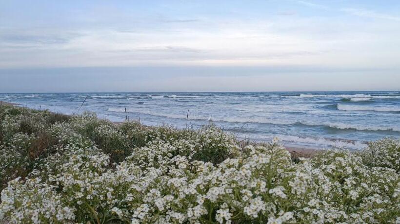 Общежитие House Albena