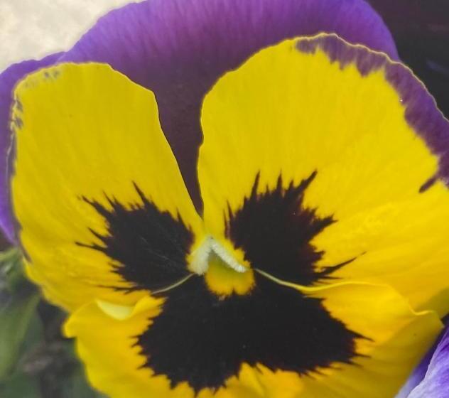 فندق Alexandros Busteni