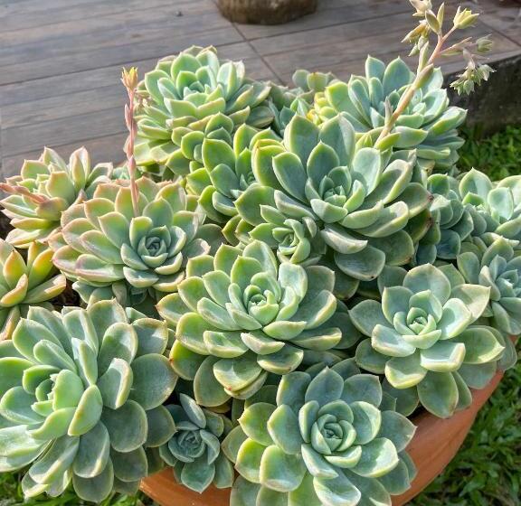 膳宿费 Flat Aconchegante Próximo à Trindade E Paraty