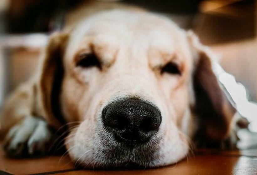 فندق De Watermölle