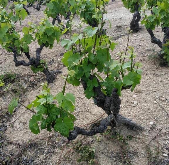 פנסיון Chambres D Hôtes La Courlande