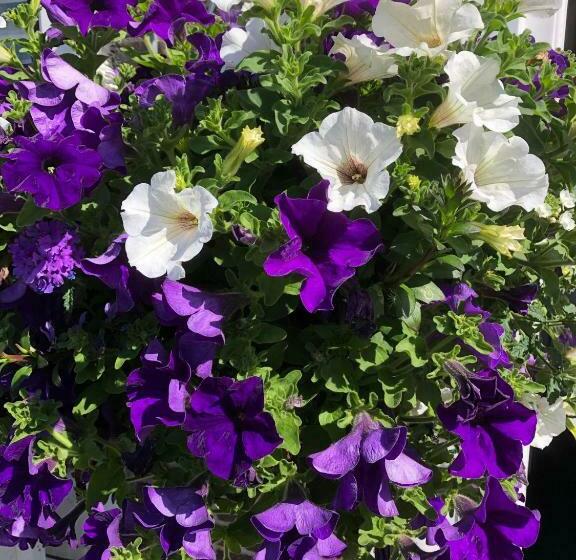 Пансион Huys Aan De Haven