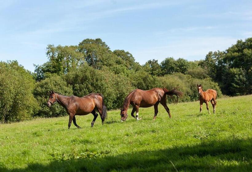 Coolcormack Stud B&b