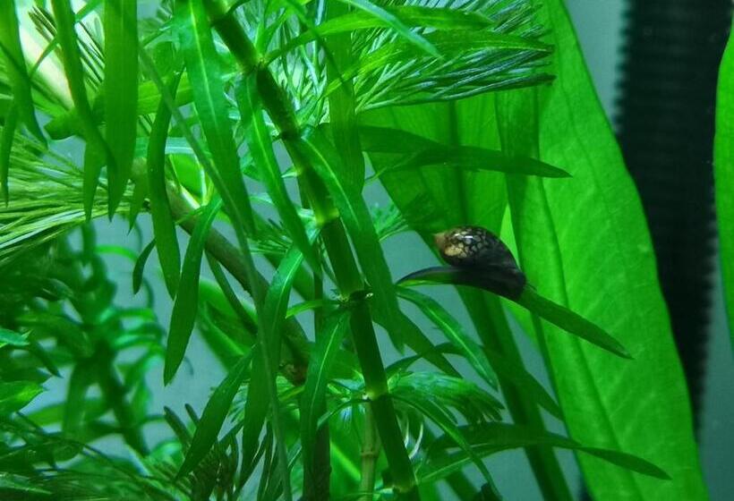 פנסיון Aquarium Room Fish And Gastropods