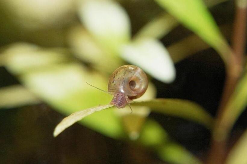 פנסיון Aquarium Room Fish And Gastropods