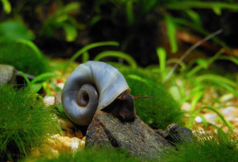 פנסיון Aquarium Room Fish And Gastropods